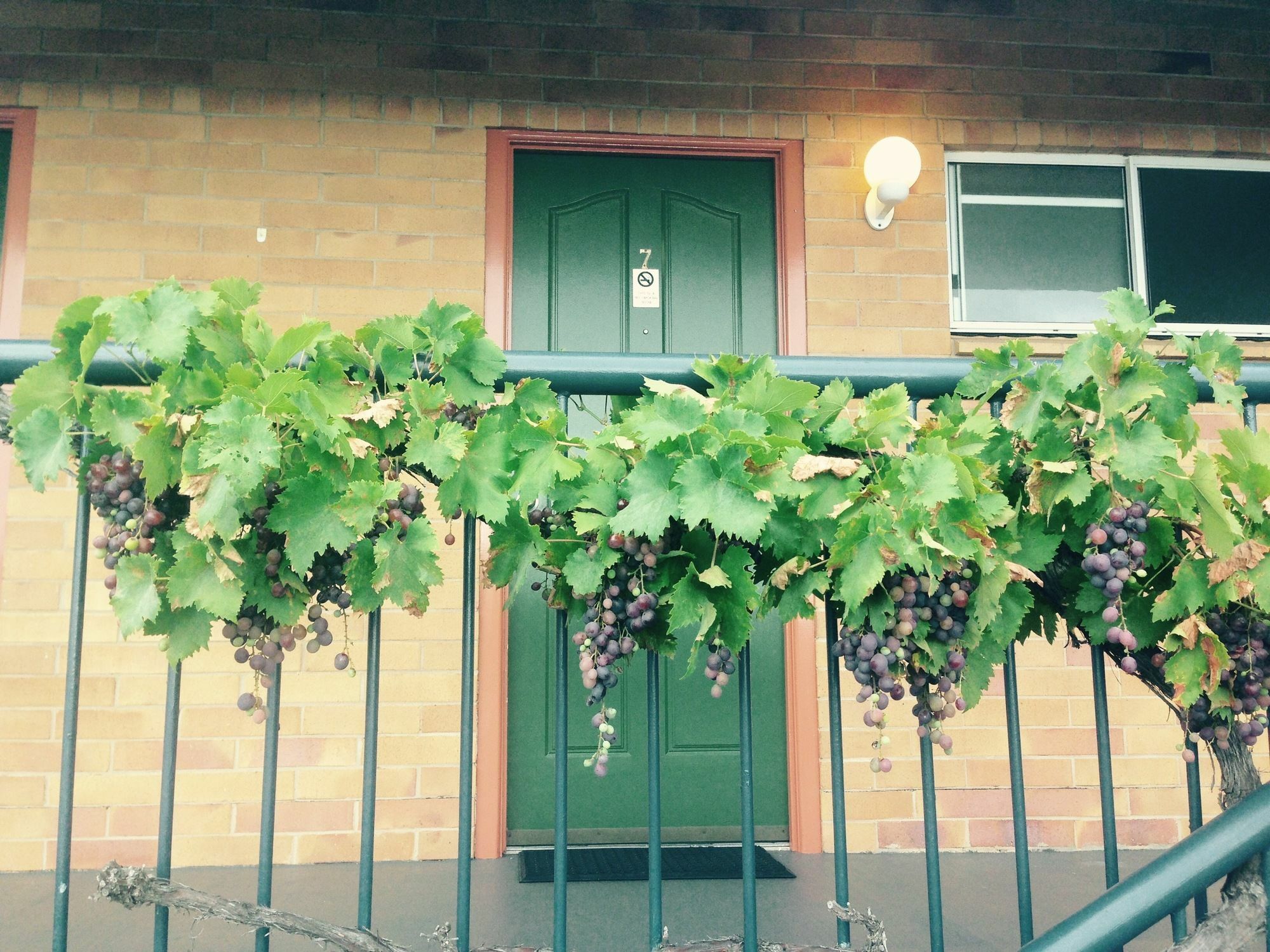 The Vines Motel & Cottages Станторп Екстериор снимка